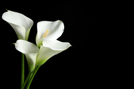 Wrongful Death